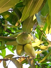 Mangifera indica