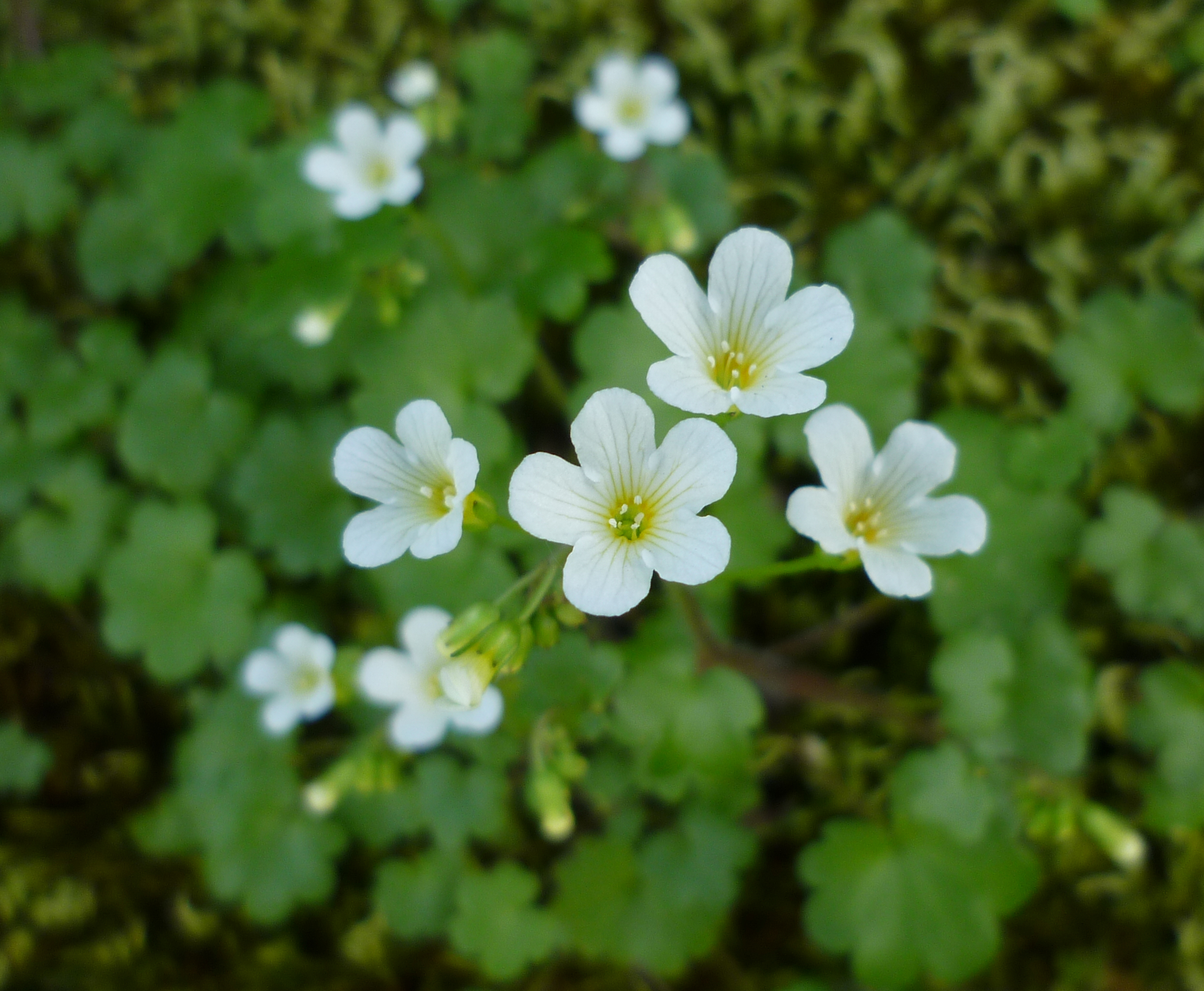 Romanzoffia californica