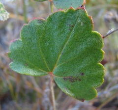 Pelargonium setulosum