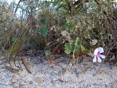 Pelargonium setulosum