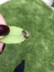 Apis mellifera