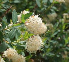 Pimelea ligustrina