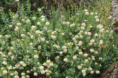 Pimelea ligustrina