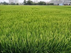 Oryza
