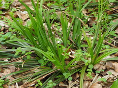 Carex pilosa