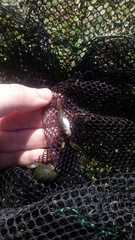 Cnesterodon decemmaculatus