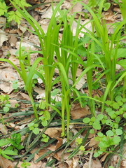 Carex pilosa