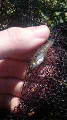 Cnesterodon decemmaculatus