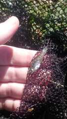 Cnesterodon decemmaculatus