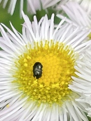 Brassicogethes simplipes