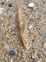 Desmarestia aculeata media