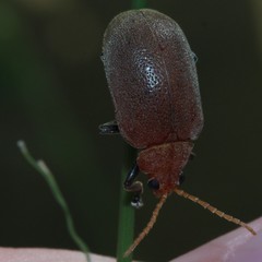 Menippus cynicus