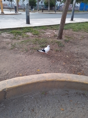 Columba livia