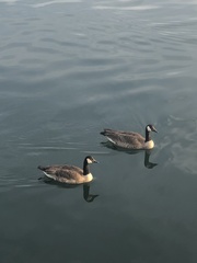 Branta canadensis