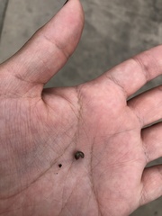 Armadillidiidae
