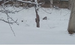 Dendrocopos leucopterus