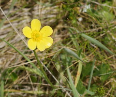 Ranunculus victoriensis