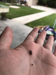 Armadillidiidae