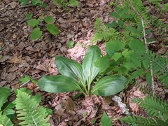 Cypripedium acaule