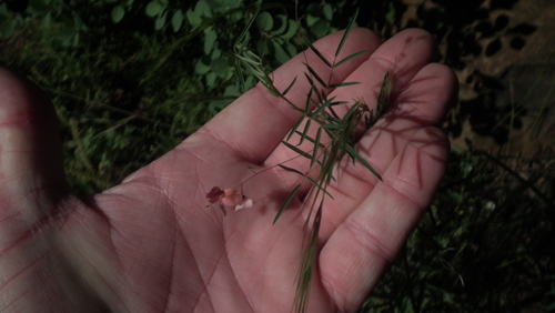 Image of Indigofera filipes by (c) Shaun Swanepoel, some rights reserved (CC BY)