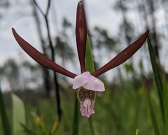 Cleistesiopsis divaricata