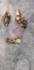 Bassariscus