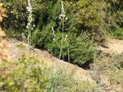 Asphodelus cerasiferus