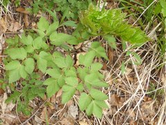Peucedanum verticillare