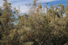 Tamarix usneoides