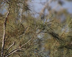 Tamarix usneoides
