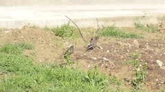 Acridotheres tristis