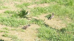 Acridotheres tristis
