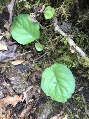 Viola rotundifolia