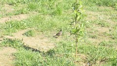 Acridotheres tristis