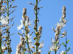 Asphodelus cerasiferus