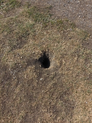 Urocitellus richardsonii