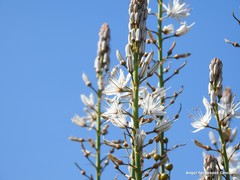 Asphodelus cerasiferus