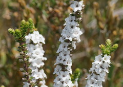 Epacris gunnii