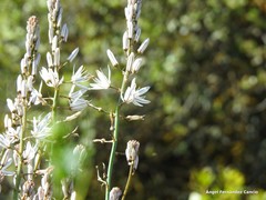 Asphodelus cerasiferus