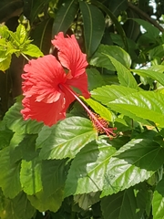 Hibiscus rosa-sinensis
