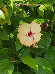 Hibiscus rosa-sinensis