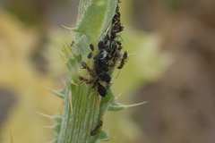Aphis