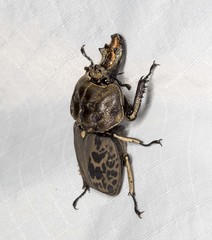 Ryssonotus nebulosus