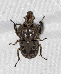 Ryssonotus nebulosus