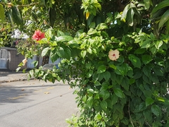 Hibiscus rosa-sinensis