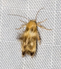 Zatrichodes horrifica