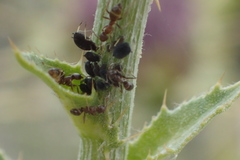 Aphis
