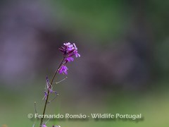 Erysimum linifolium