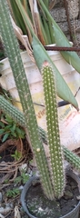 Nyctocereus