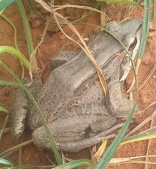 Leptodactylus mystaceus